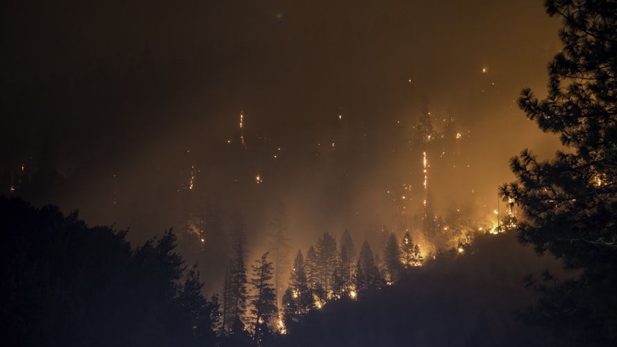 wildfires forest