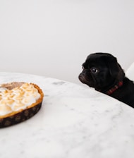 black puppy looking at cupcakes