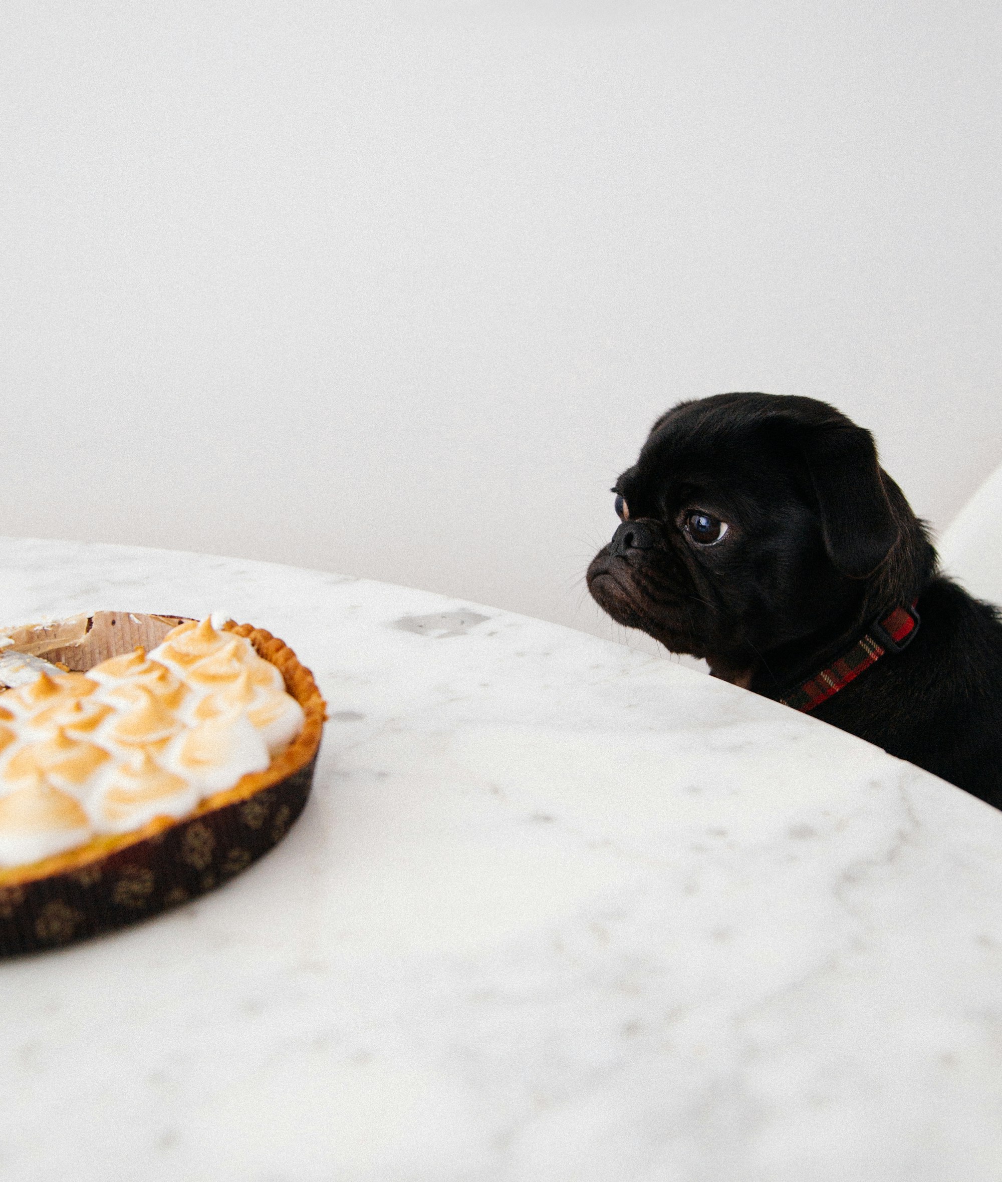 black pug looking at a pie on the kitchen table.