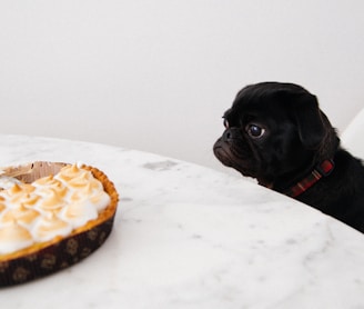 black puppy looking at cupcakes