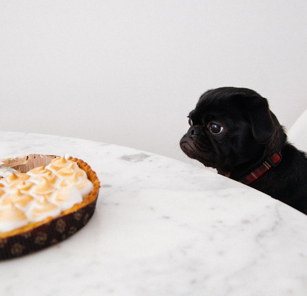 black puppy looking at cupcakes