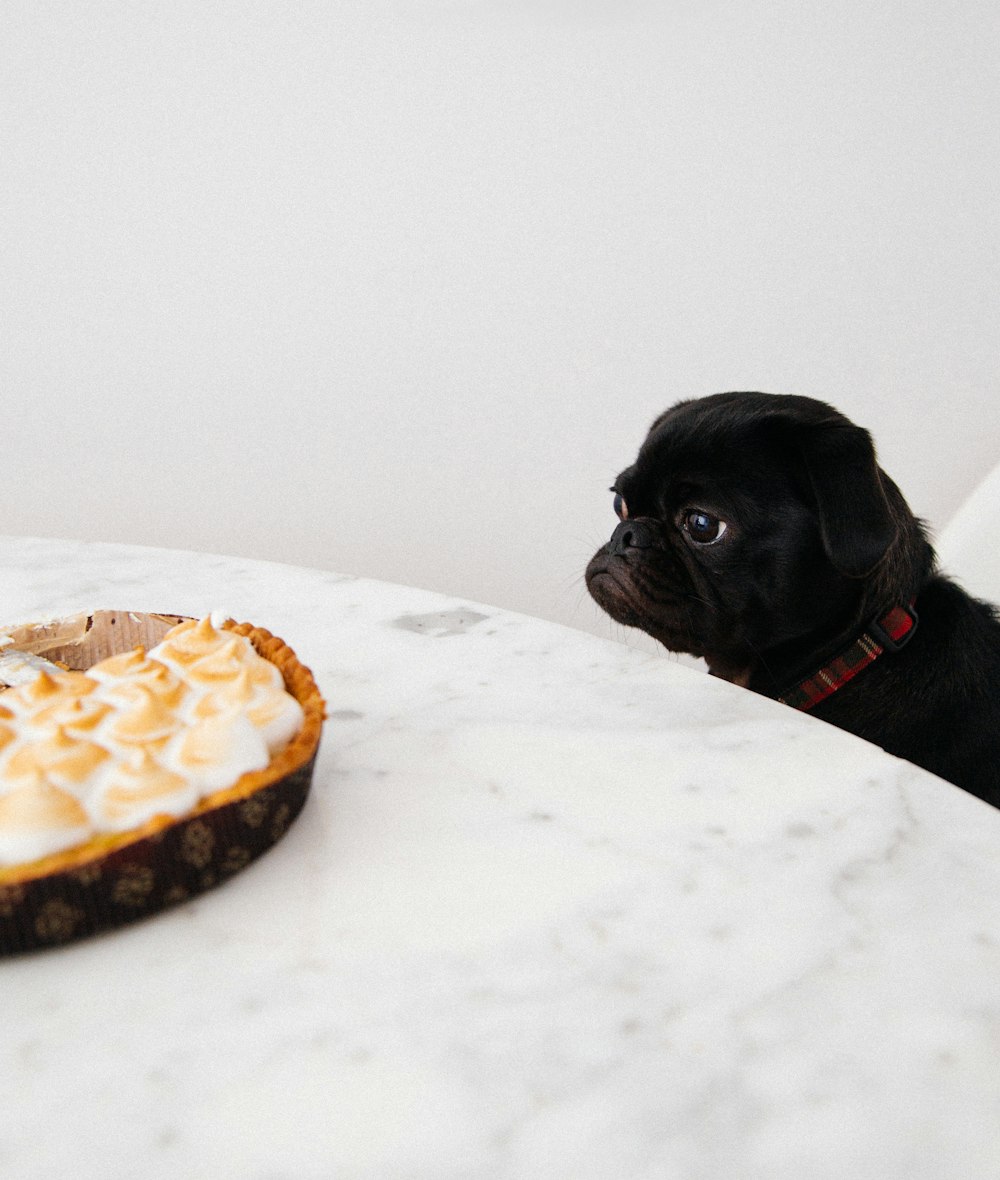 カップケーキを見ている黒い子犬