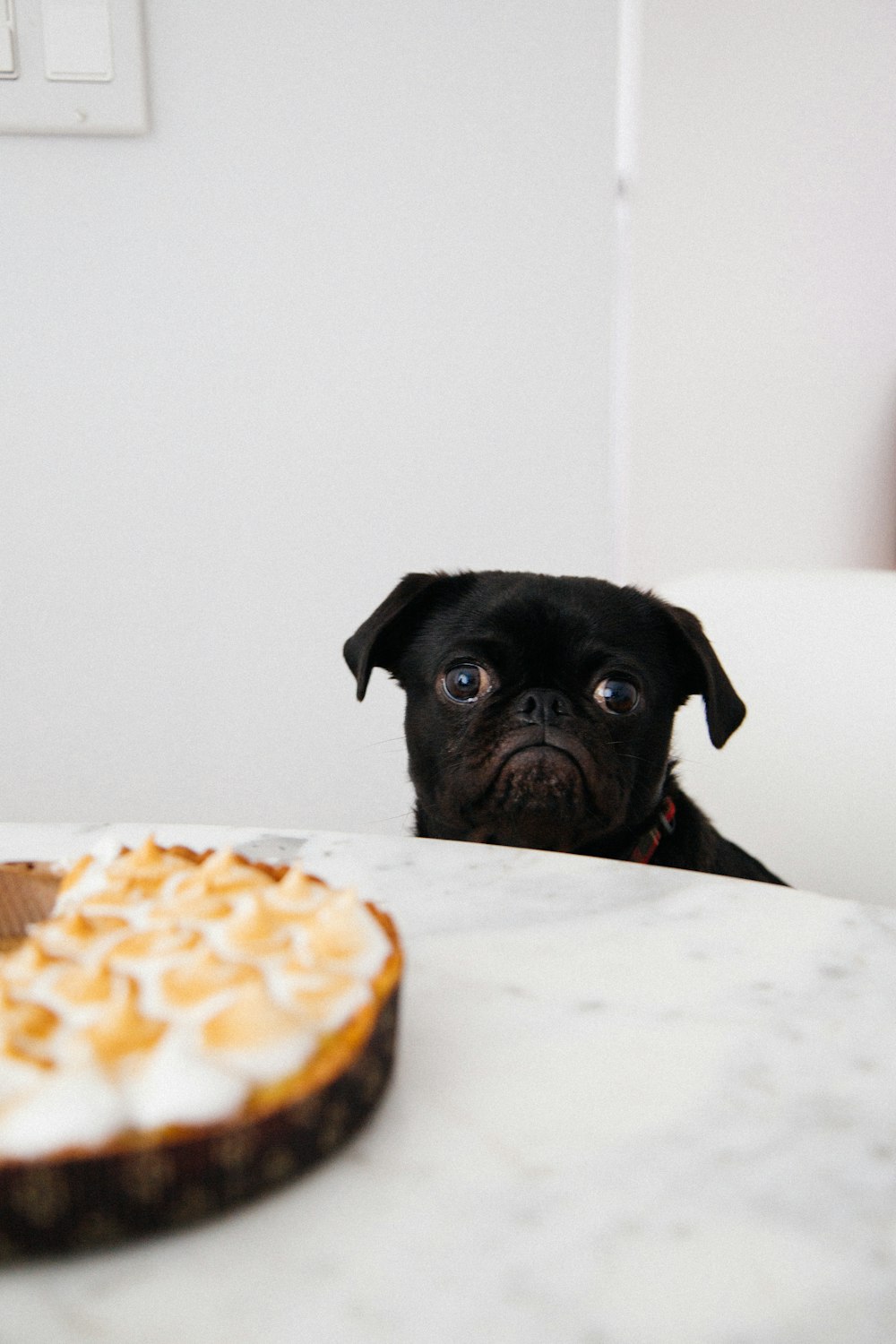 Schwarzer Mops schaut sich Kuchen an