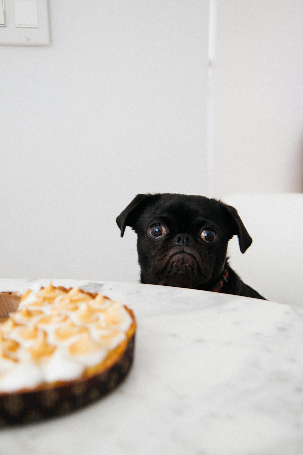 Pug negro mirando pastel