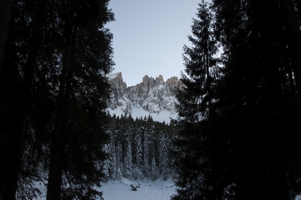 Foto de la montaña cubierta de nieve tomada entre la silueta de los pinos