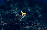 A small green sprout emerging from dark, rich soil, symbolizing new growth. The sprout stands out against the blurred, earthy background, indicating the early stages of plant life.