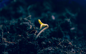 A clean, modern graphic showing a simple honeycomb cell with a small plant sprouting, symbolizing growth.