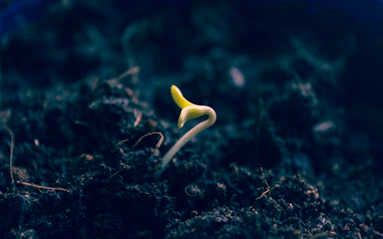A clean, modern graphic showing a simple honeycomb cell with a small plant sprouting, symbolizing growth.