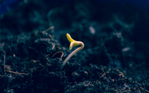 A close-up of a fresh green shoot emerging from soft soil, symbolizing new beginnings.