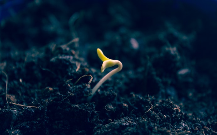 A small green sprout emerging from dark, rich soil, symbolizing new growth. The sprout stands out against the blurred, earthy background, indicating the early stages of plant life.