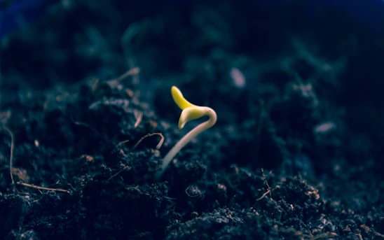 A vibrant seedling sprouting from a microchip, symbolizing growth and technology merging in rural communities.
