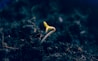 A small green sprout emerging from dark, rich soil, symbolizing new growth. The sprout stands out against the blurred, earthy background, indicating the early stages of plant life.