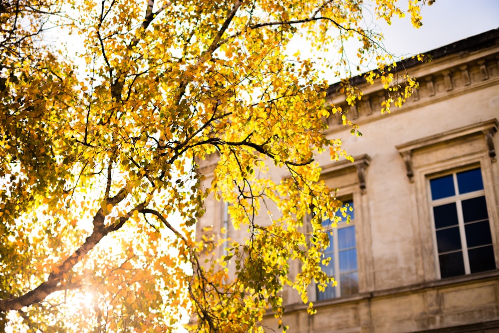 selective focus photography of tree under golden hour