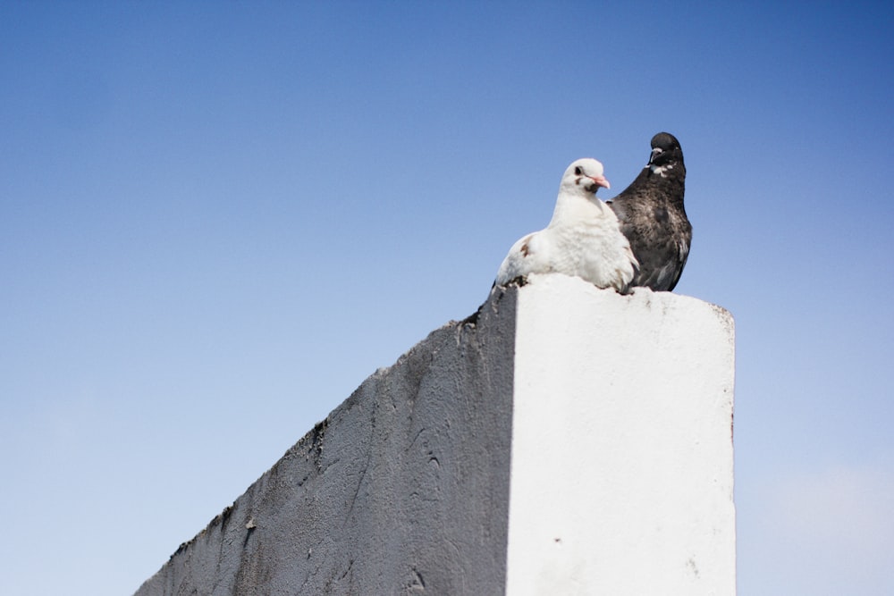 palomas blancas y negras en un muro de hormigón