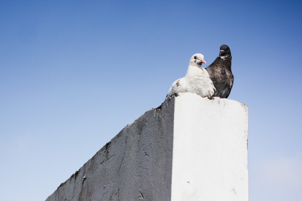piccioni bianchi e neri sul muro di cemento