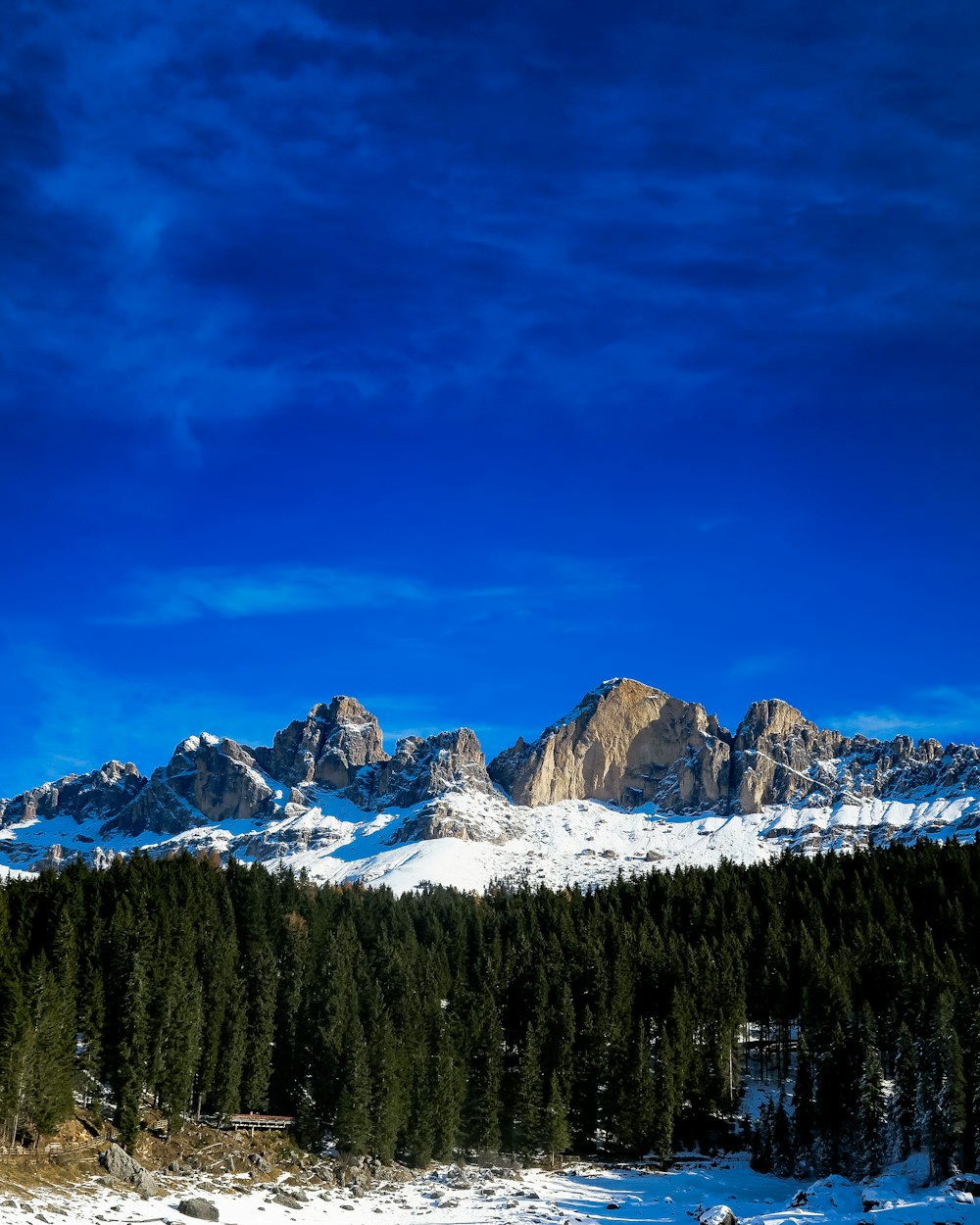 pine trees surrounded by snow