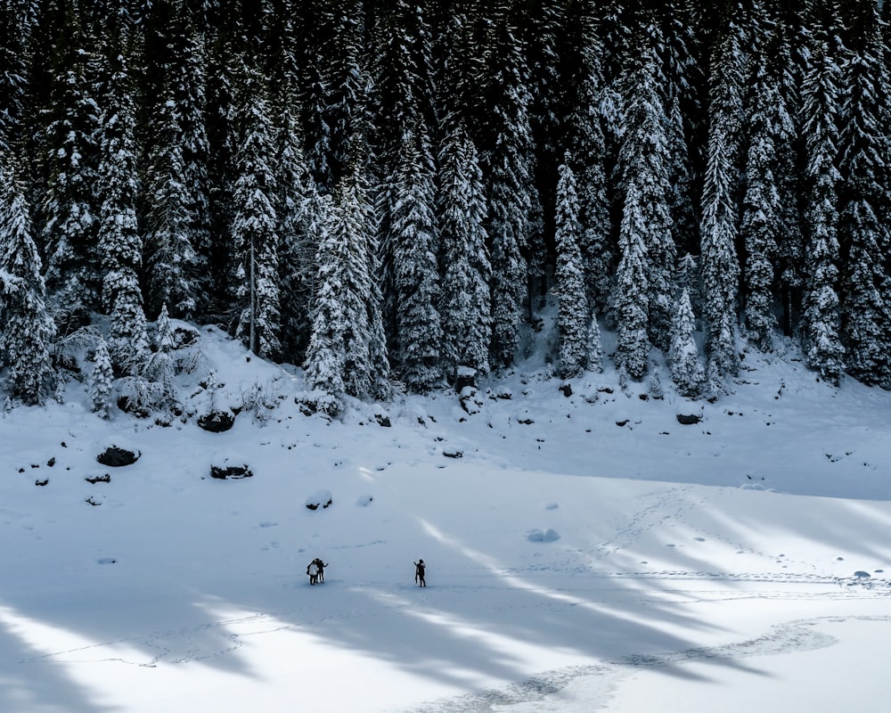 arbres verts recouverts de neige