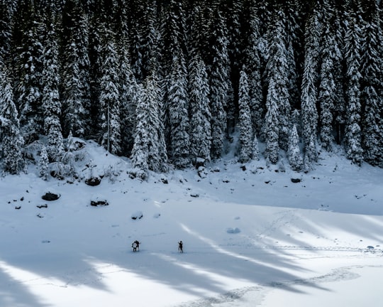 green trees covered by snow in Karersee Italy