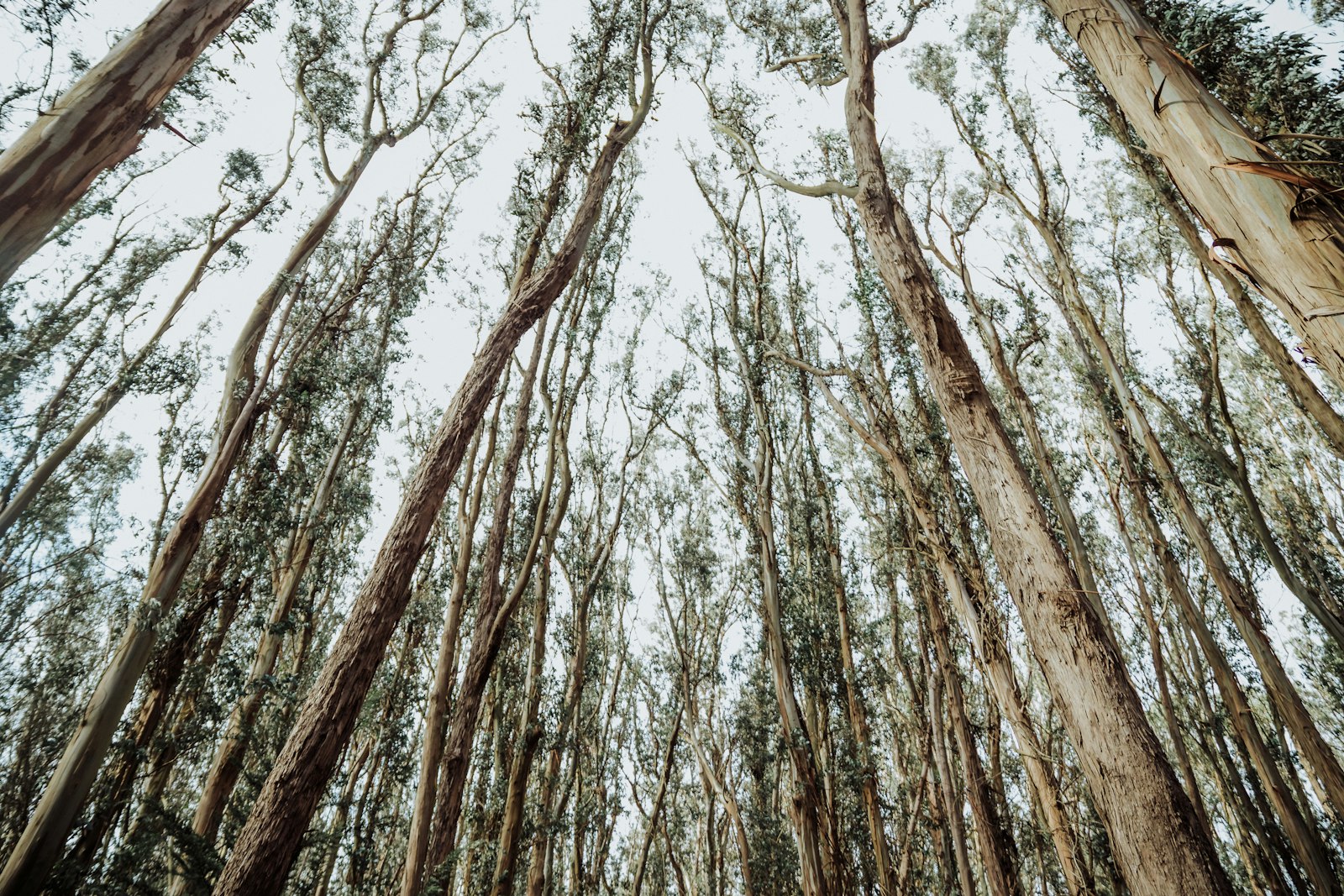 Canon EOS 6D Mark II + Sigma 24-70mm F2.8 EX DG Macro sample photo. Photo of trees photography