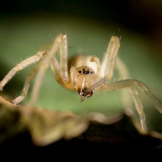 macro shot photo of beige spider in Bahía Blanca Argentina
