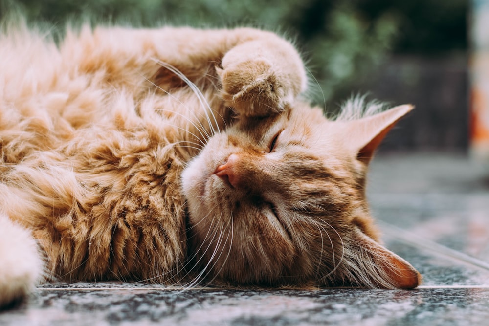 オレンジ色のペルシャ猫が眠っている