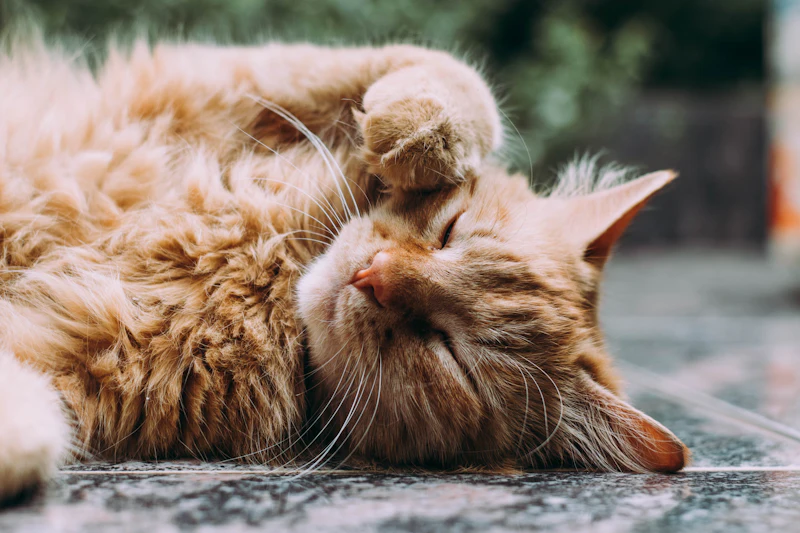 Maine Coon — Maine Coon