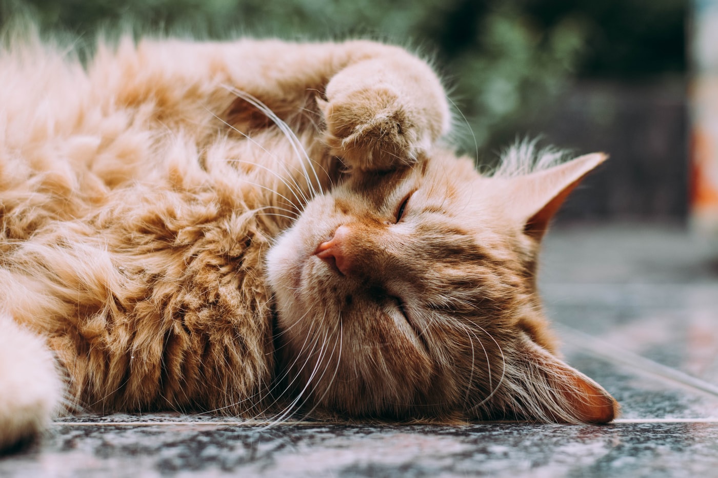Cat lounging on a sofa with visible fur texture