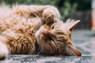 orange Persian cat sleeping