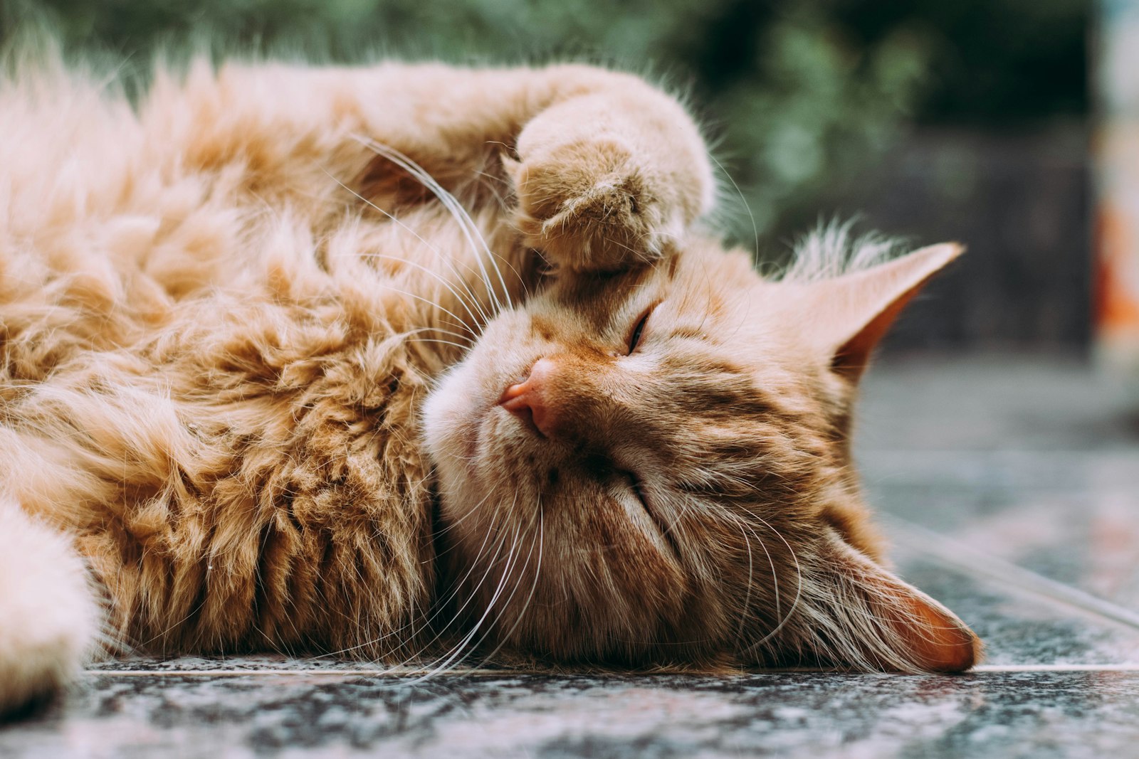 Nikon D5300 + Nikon AF-S Nikkor 50mm F1.8G sample photo. Orange persian cat sleeping photography