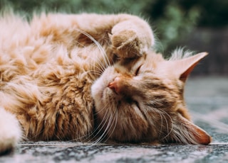 orange Persian cat sleeping