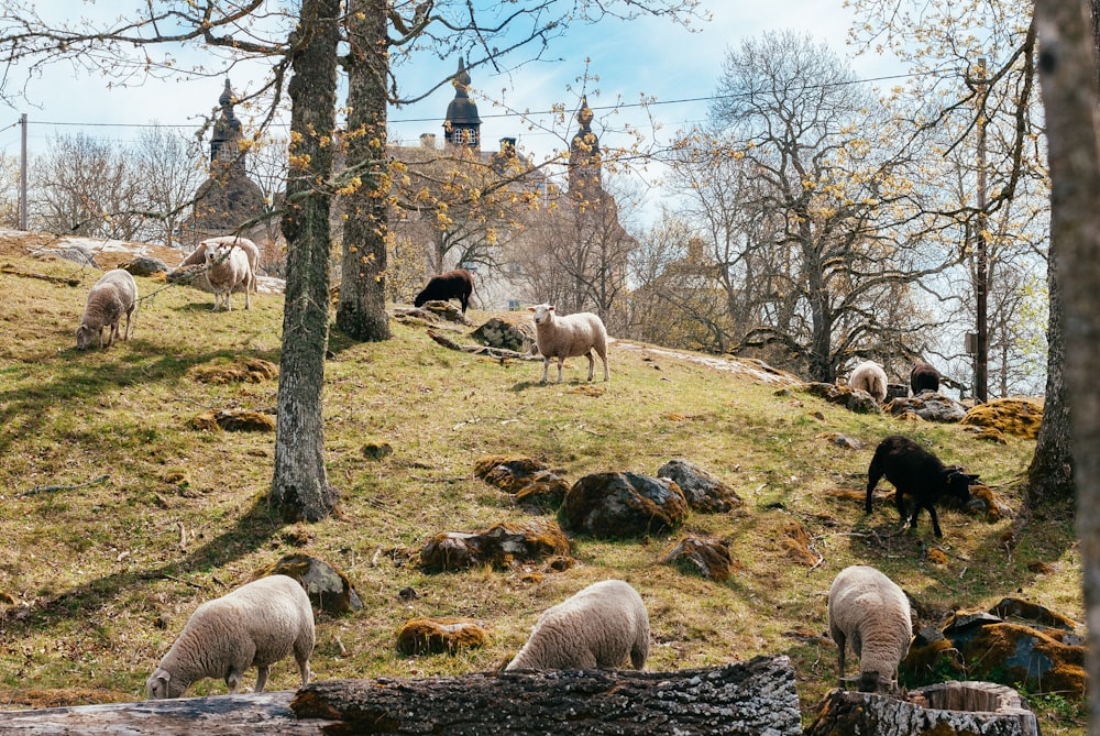 herd of goats on forest