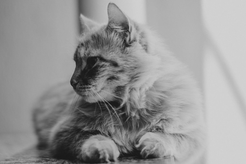 Foto en escala de grises de gato sentado cerca de la ventana