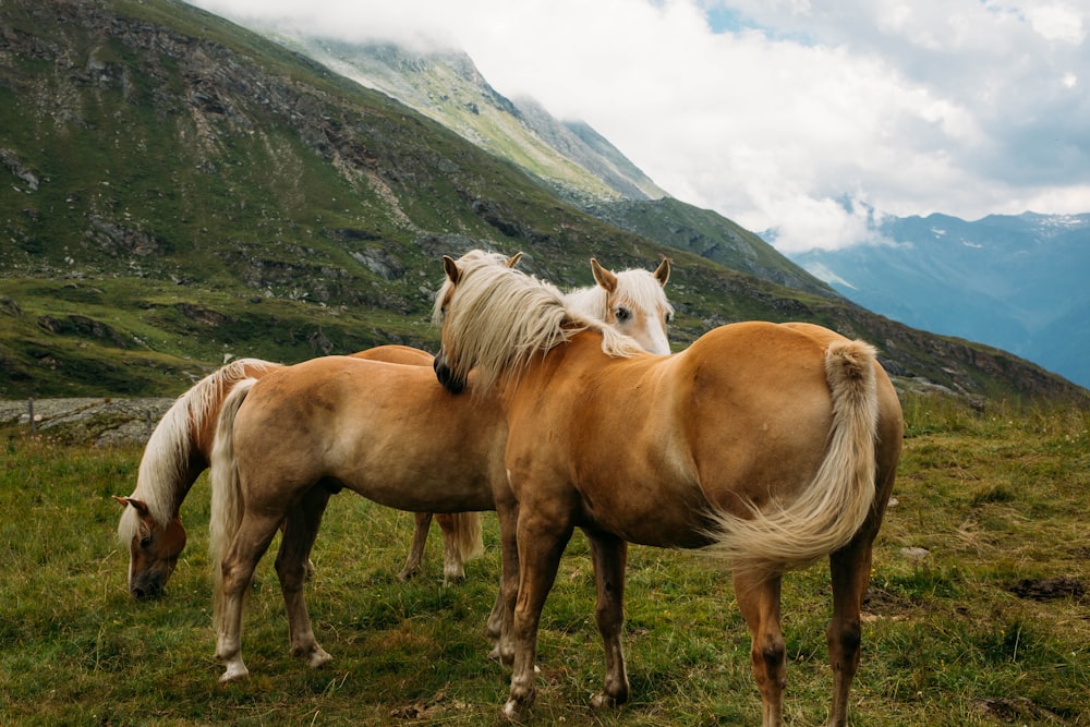 herd of horse on green field under clouds