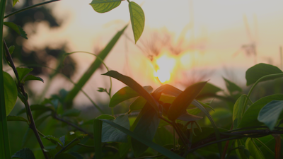 Close-up of lush green leaves with the warm glow of a sunset behind an Ombu tree.