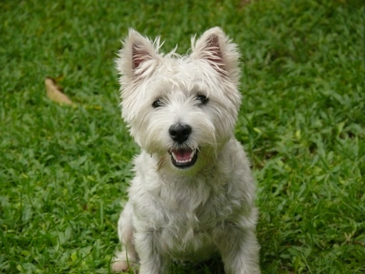 A friendly biewer terrier sitting on a lush green lawn, looking curiously at the camera.