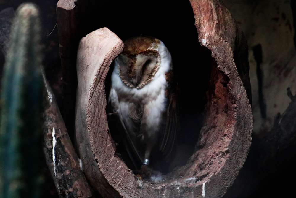 gufo bianco e marrone all'interno della fotografia del primo piano del legno