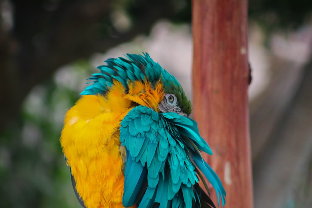 selective focus photograph of blue, green, and yellow parrot