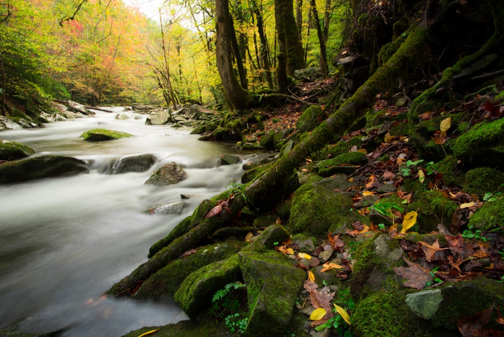 timelapses photo of body of water in middle of trees