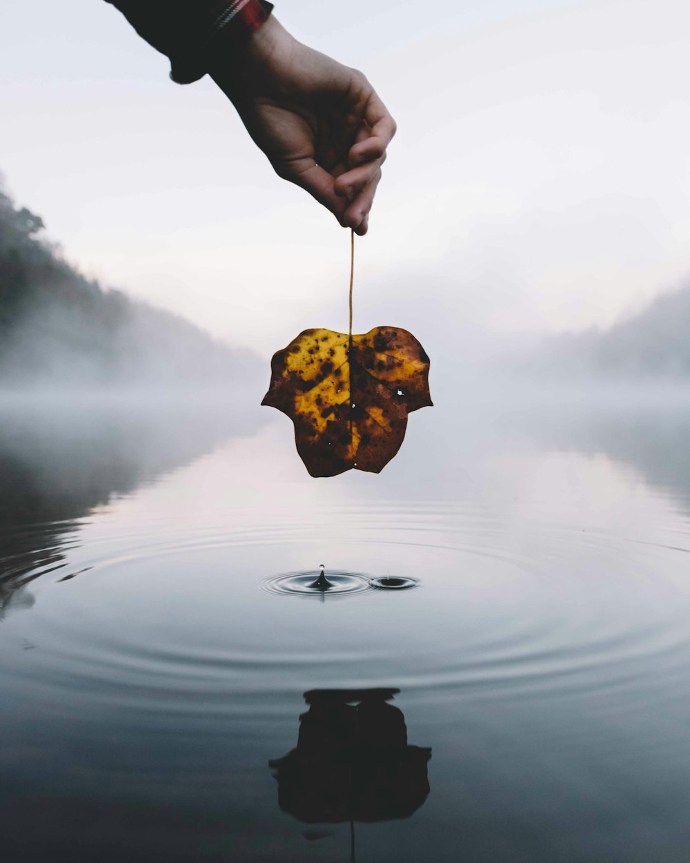 Persona sosteniendo una hoja marchita sobre el cuerpo de agua