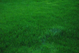 A clean, cleared lot with fresh grass and no debris, showcasing a finished project.
