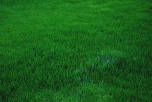 A wide shot of a turf area restored to vibrant green with earth tones from surrounding plants.