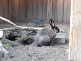 A rabbit with dark fur and upright ears sits on the ground near a partially hidden rectangular box. The ground appears to be dirt with patches of moss and is surrounded by wooden fences and tree branches. There is a small, dark hole in the ground.