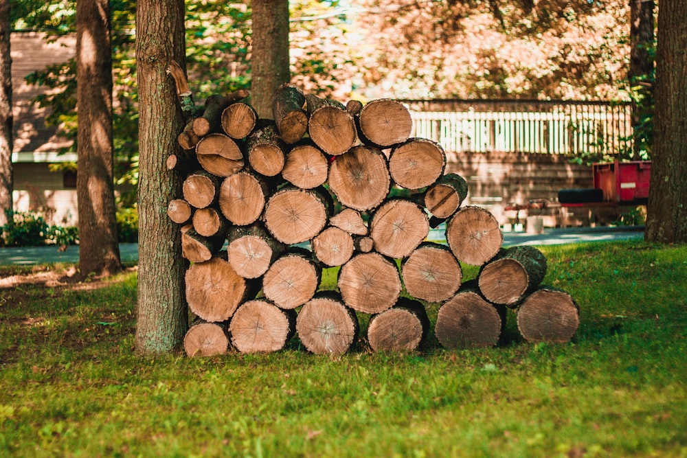 pyle of log beside tree on green grass during daytime