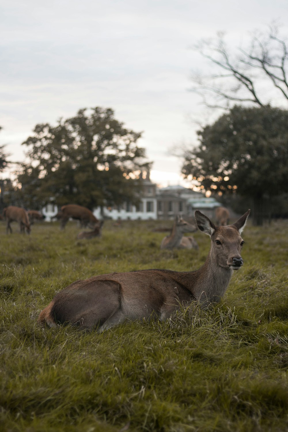 brown deer lying on green grass at daytime