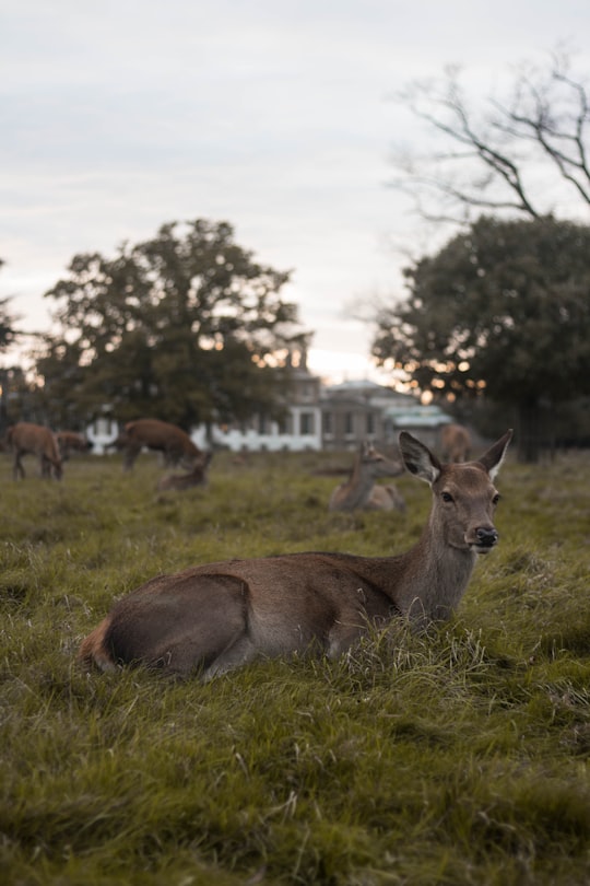 brown deer lying on green grass at daytime in Bushy Park United Kingdom