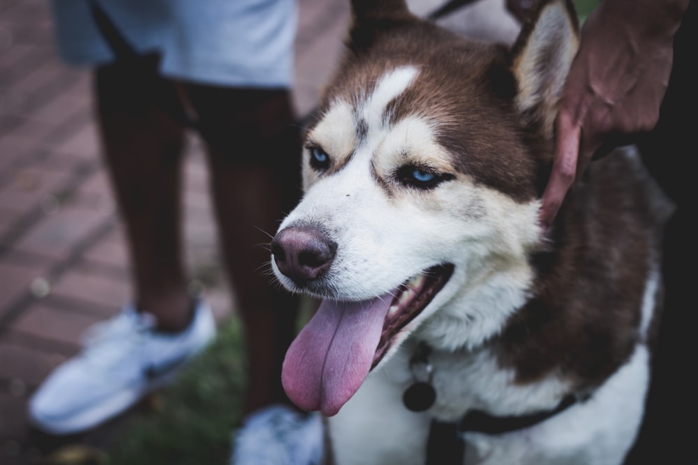 adult brown and white Siberian Husky near pet owner during daytime