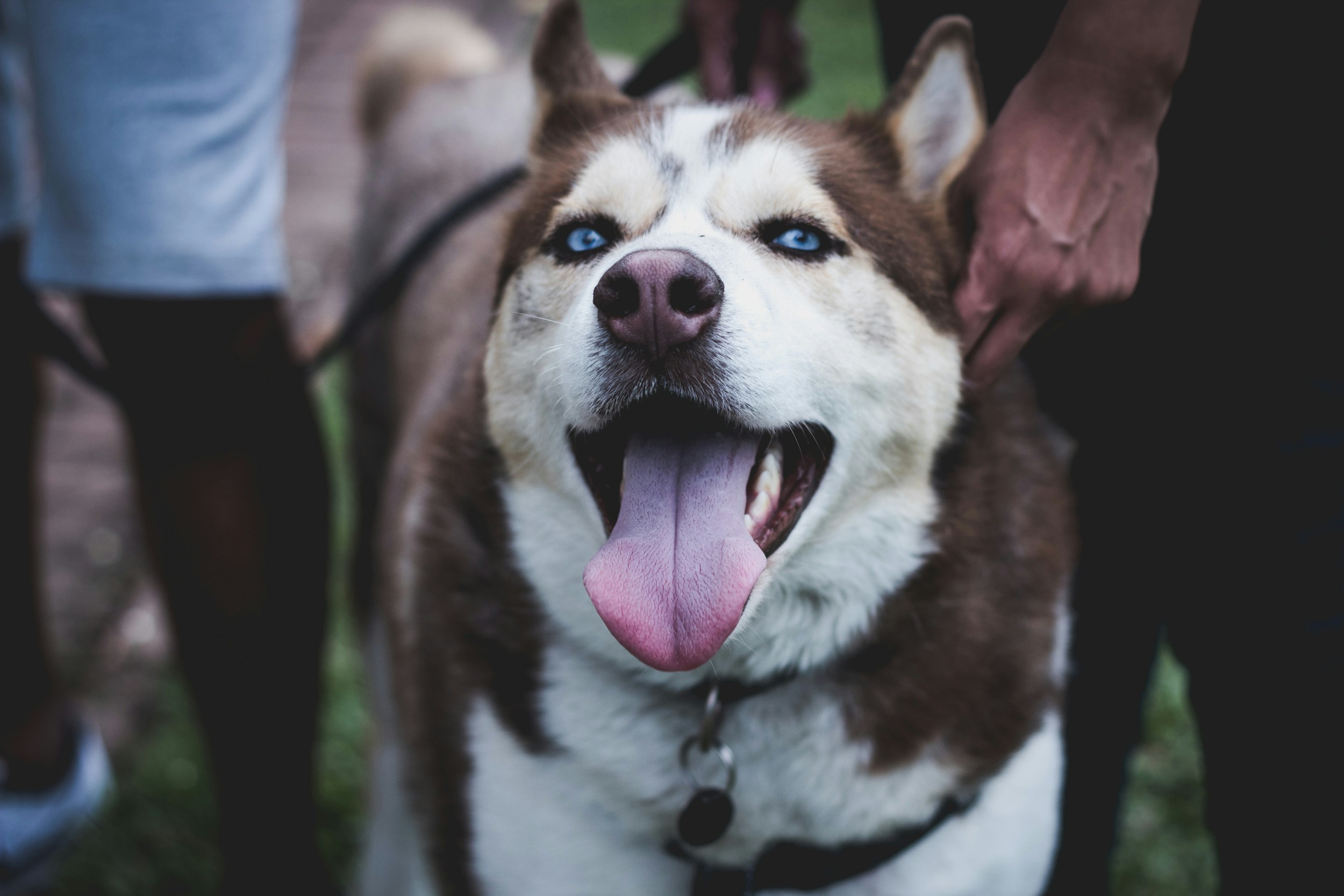 Malamute do Alasca vs Husky: Quem Leva o Troféu de Melhor Companheiro?