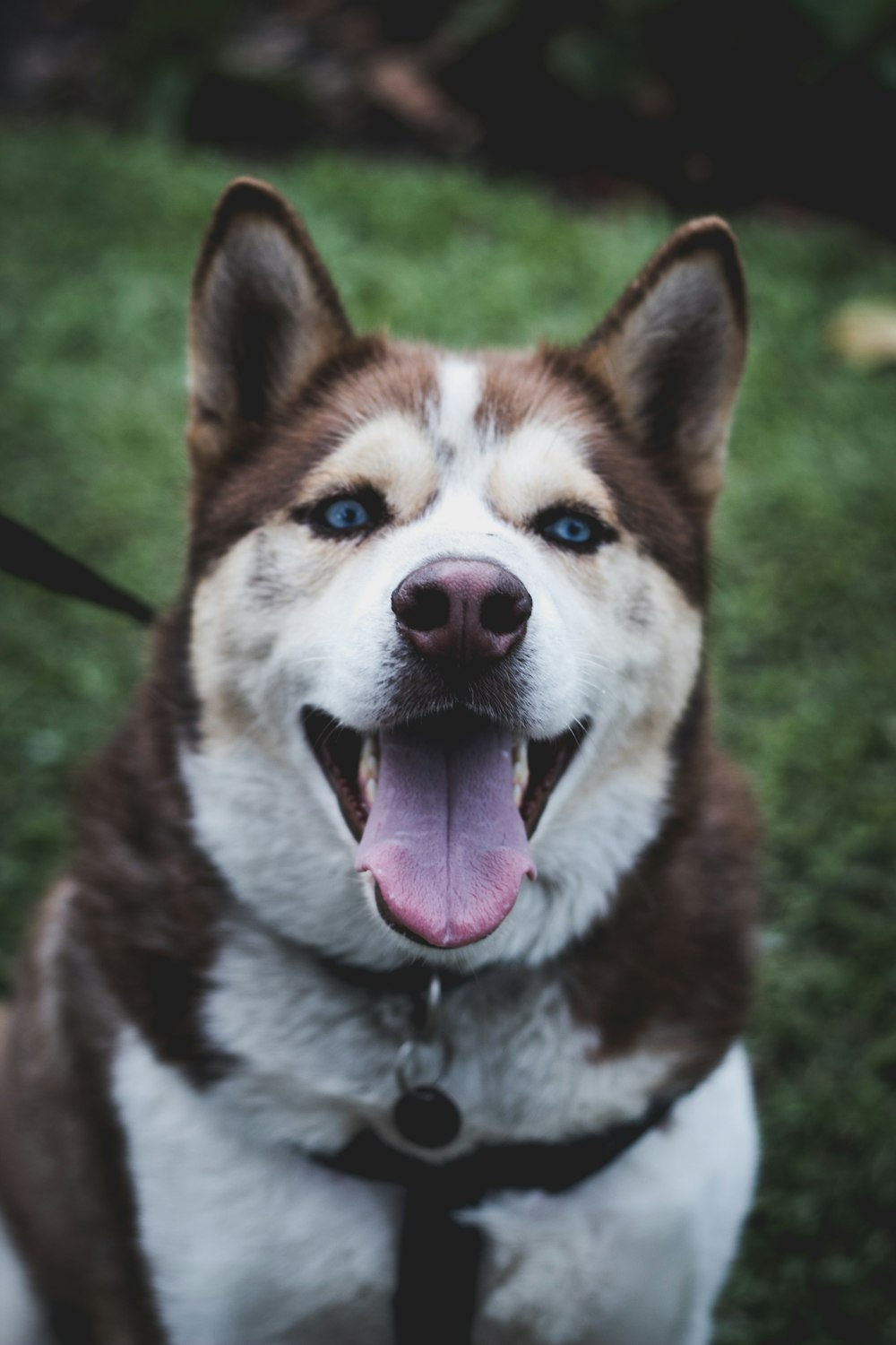 adult brown-and-white Siberian Husky during daytime
