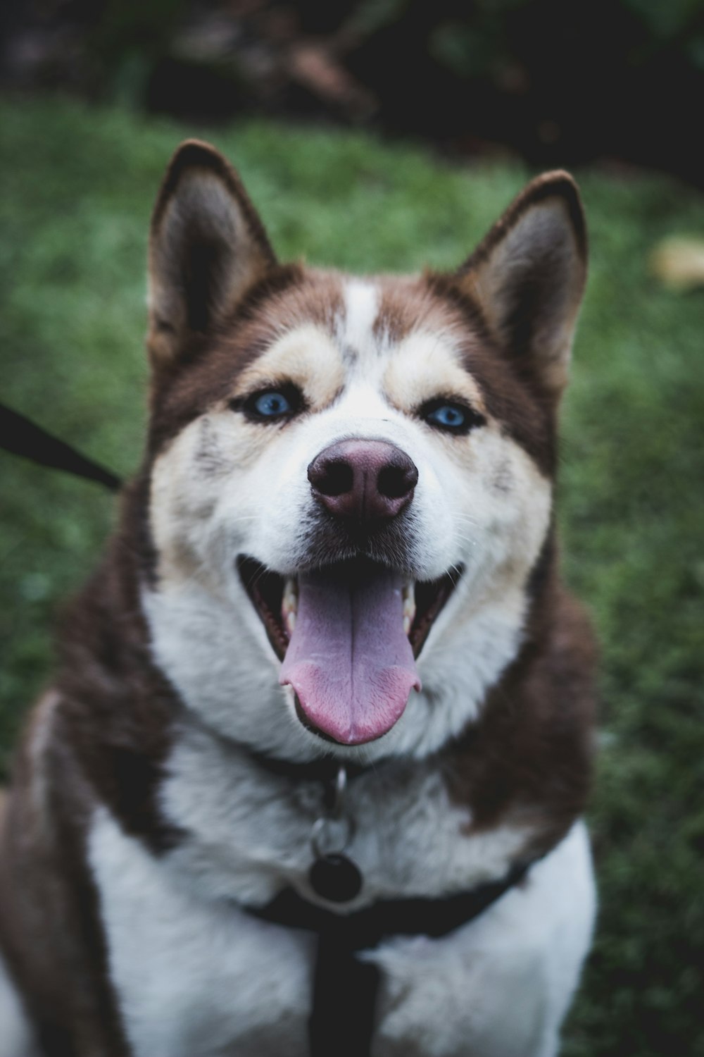 日中の茶色と白のシベリアンハスキーの成犬