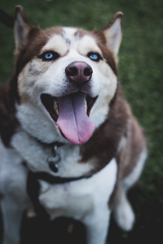 Close-up of a happy dog wearing a colorful collar, looking up with bright eyes.